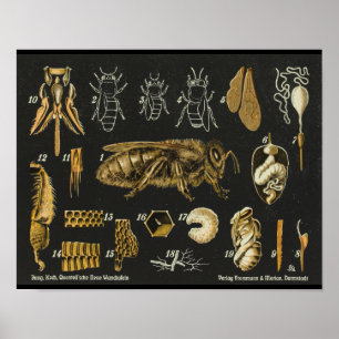 Honigbiene Anatomie Insekt Vintage Poster