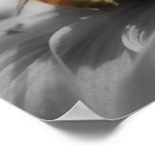 Honigbiene auf Blume - teilweise Farbe Poster (Ecke)