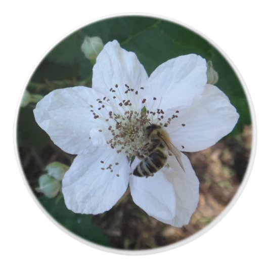 Honigbiene auf Brombeerblüte Keramikknauf (Vorderseite)