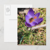Honigbiene auf Crocus Postkarte (Vorne/Hinten)