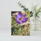 Honigbiene auf Crocus Postkarte (Stehend Vorderseite)