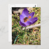 Honigbiene auf Crocus Postkarte (Vorne/Hinten)