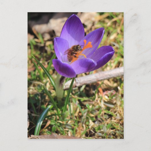 Honigbiene auf Crocus Postkarte (Vorderseite)