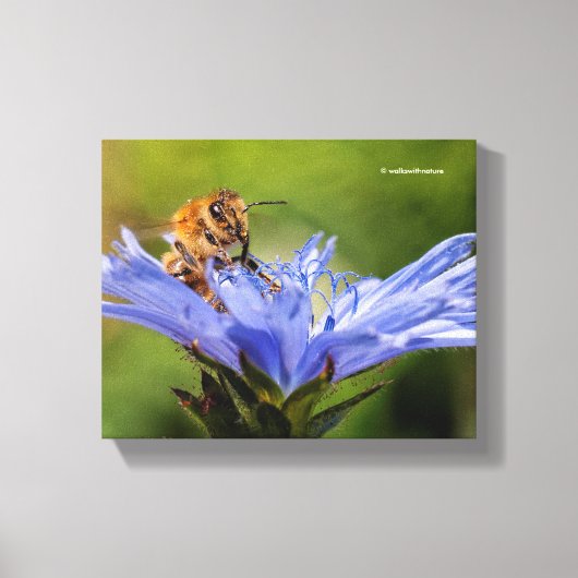Honigbiene auf dem blühenden Radicchio Leinwanddruck (Vorderseite)