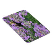 Honigbiene auf dem Lavendel Magnet (Rechte Seite)