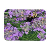 Honigbiene auf dem Lavendel Magnet (Horizontal)
