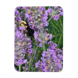 Honigbiene auf dem Lavendel Magnet