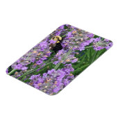 Honigbiene auf dem Lavendel Magnet (Linke Seite)
