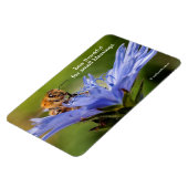 Honigbiene auf der blühenden Radicchio-Blume Magnet (Linke Seite)