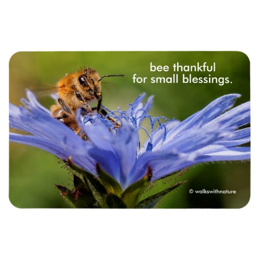 Honigbiene auf der blühenden Radicchio-Blume Magnet (Horizontal)