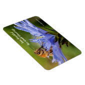 Honigbiene auf der blühenden Radicchio-Blume Magnet (Rechte Seite)