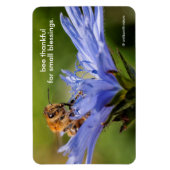 Honigbiene auf der blühenden Radicchio-Blume Magnet (Vertikal)