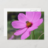 Honigbiene auf der Blume Cosmos Postkarte (Vorne/Hinten)