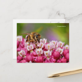 Honigbiene auf der Pflanze Narrowleaf Milkweed Postkarte