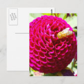 Honigbiene auf einer Blume Postkarte (Vorne/Hinten)