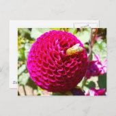 Honigbiene auf einer Blume Postkarte (Vorne/Hinten)