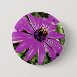 Honigbiene auf einer Lila afrikanischen Daisy Art Button