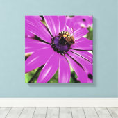 Honigbiene auf einer Lila afrikanischen Daisy Art Leinwanddruck (Insitu (Holzboden))