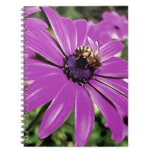 Honigbiene auf einer Lila afrikanischen Daisy Art