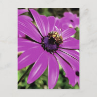 Honigbiene auf einer Lila afrikanischen Daisy Art