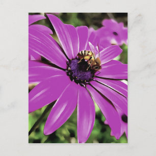 Honigbiene auf einer Lila afrikanischen Daisy Art Postkarte
