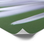 Honigbiene auf einer weißen Blume Poster (Ecke)