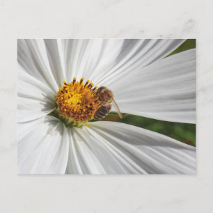 Honigbiene auf einer White Cosmos-Blume Postkarte