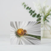 Honigbiene auf einer White Cosmos-Blume Postkarte (Stehend Vorderseite)