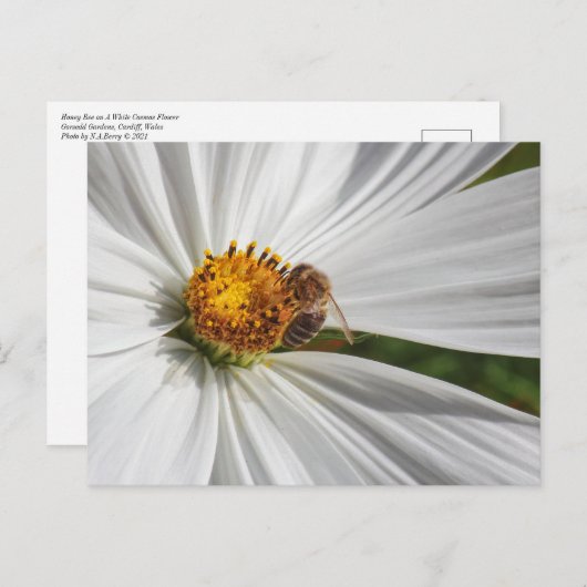 Honigbiene auf einer White Cosmos-Blume Postkarte (Vorne/Hinten)