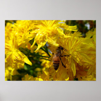 Honigbiene auf gelben Blumen Fotodruck Poster