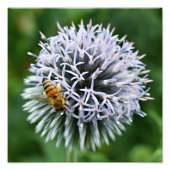 Honigbiene auf Globe Thistle Floral Fotodruck (Vorne)