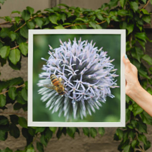 Honigbiene auf Globe Thistle Floral Fotodruck