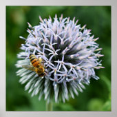 Honigbiene auf Globe Thistle Floral Poster (Vorne)