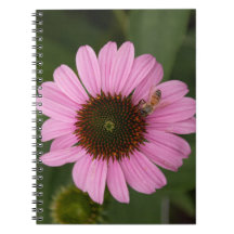 Honigbiene auf Kegelblume