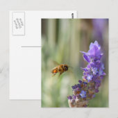 Honigbiene auf Lavendel Postkarte (Vorne/Hinten)