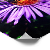 Honigbiene auf Lila Aster-Blume Poster (Ecke)