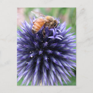 Honigbiene auf Lila Globe Thistle-Blume Postkarte