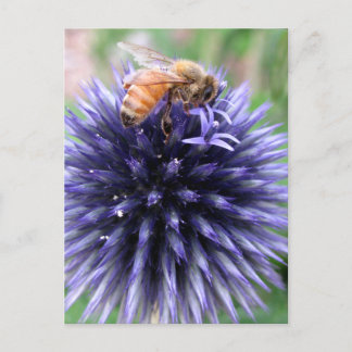 Honigbiene auf Lila Globe Thistle-Blume Postkarte