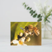 Honigbiene auf Mangrove Blossom Postkarte (Stehend Vorderseite)