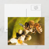 Honigbiene auf Mangrove Blossom Postkarte (Vorne/Hinten)