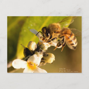Honigbiene auf Mangrove Blossom Postkarte