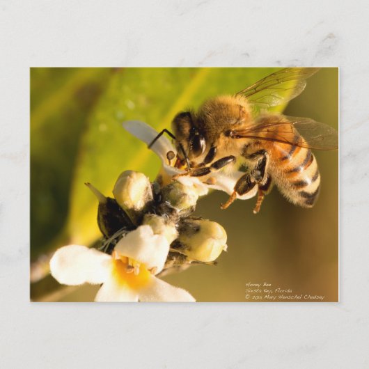 Honigbiene auf Mangrove Blossom Postkarte (Vorderseite)