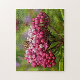 Honigbiene auf Narrowleaf Milkweed Puzzle
