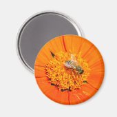 Honigbiene auf orangefarbenem Magnet (Vorderseite/Rückseite)