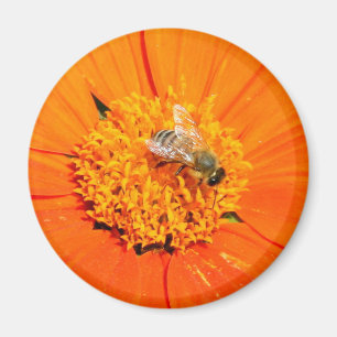 Honigbiene auf orangefarbenem Magnet