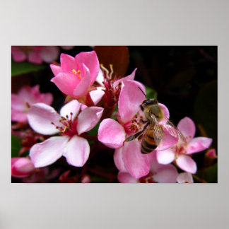 Honigbiene auf rosa Blumen Foto Druck Poster