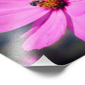 Honigbiene auf rosa Kosmos Blume Nah 8x8 Fotodruck (Ecke)