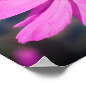 Honigbiene auf rosa Kosmos Blume Nah Poster (Ecke)