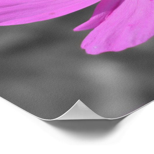 Honigbiene auf rosa Kosmos Blume teilweise Farbe Poster (Ecke)