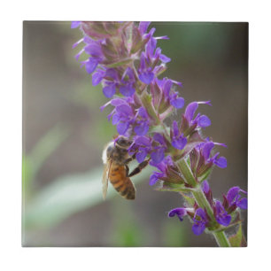 Honigbiene auf Salvia Fliese